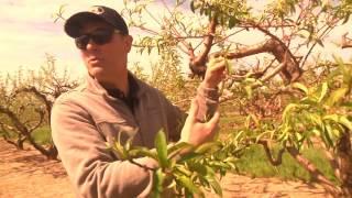 209  Fifer Orchards   Fruits