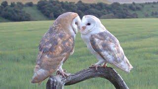 Animals In Love : Courtship In The Wild | Discover Wildlife | Robert E Fuller