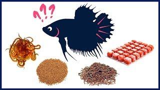 What Is the Best Food for Betta Fish?