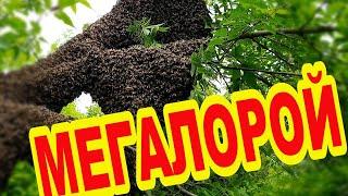 МЕГАРОЙ. ГИГАНСКИЙ РОЙ. МЫ ТАКОЕ ВИДИМ ВПЕРВЫЕ.