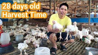 Guidelines sa pag aalaga ng 45days na Broiler Chicken Farming