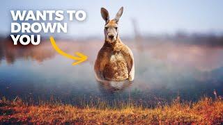 The Insane Biology of: Kangaroos