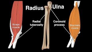 Radius and Ulna