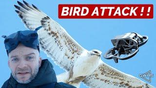 BIRD ATTACK my FPV drone!!!