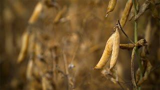 Dried Peas from Landis | WE ARE THE BEST