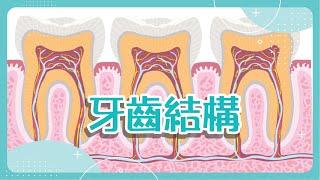 【口腔健康】牙齒結構