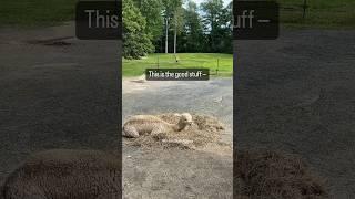 Secret revealed! Why they love the hay that gets thrown out.  #alpaca