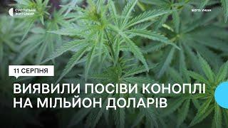 На мільйон доларів США – поліція Житомирщини виявила посіви коноплі серед соняшникового поля