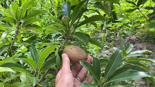 How to know when to harvest Sapodilla/Brown sugar fruit