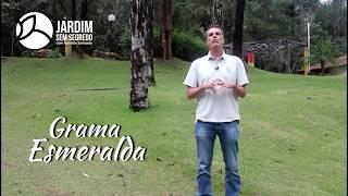 Grama esmeralda - Jardim sem segredo