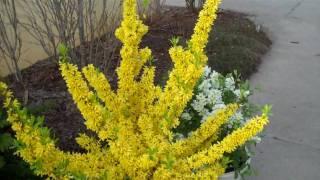 Show Off Forsythia