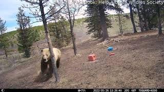 Grizzly Bear Chasing Alberta Wild Horses || ViralHog