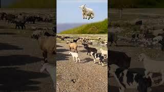 Playful lamb jumps high under the blue sky, surrounded by green fields and wild beauty.