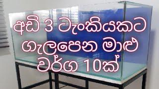 10 Best Fish for 3 Feet Tank | 3 Feet Aquarium best fish | Best Fish for 40 Gallon Tank || sinhala.