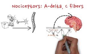 Nociceptors: A-delta and C fibers