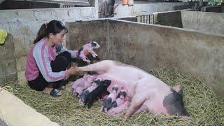 Pigs give birth.  Chit first time mother. (Episode 116).