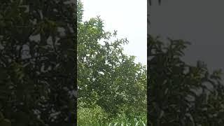 my zameen #viralvideo #youtubevideo #syed #nature #automobile