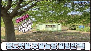 (438)청도주말농장,텃밭 330평 도로좋은 토지 .감나무와 느티나무 농막은 덤 몽땅9천9백만원입니다.