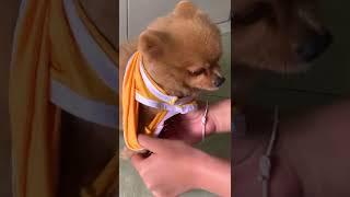 Cute and adorable dog || Katie Wants to Get Dressed #shorts