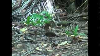 Henderson Island: A Pacific Rat in 2010