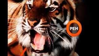 РЕН ID Tiger