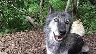 Happy Wolves, Happy Howls