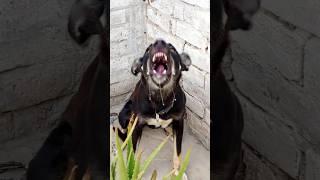 "Black Dog's Terrifying Bark | Real Aggressive Sound Warning!"