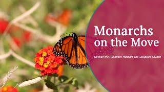 Monarchs on the Move - Smithsonian Gardens, Habitat Exhibition