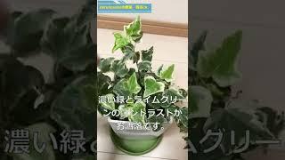 お世話が楽で、お洒落！　定番・ヘデラ（アイビー）