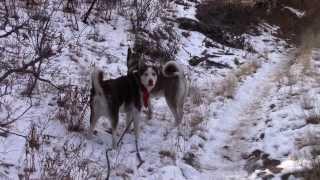 Kyzak & Rydik enjoying their mountain walk - Kyzak and Rydik in Colorado Springs, Co.