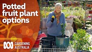 The best potted fruit plant options for small space gardens | Gardening 101 | Gardening Australia