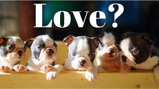 Love puppies? Adorable Boston Terrier Puppy Compilation!