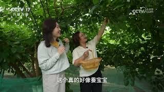 《共富经》 20240530 桑蚕织出锦绣路|农业致富经 Agriculture And Farming