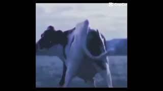 cows @Caitlin-Saunders  @SURF_WORLD #cowvideos #funnyvideo