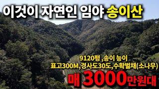 임야매매 ~자연인임야~몽땅3800만원 이 가격 실화냐?! 다시오질않을 매물 ~송이와 능이가 상당히 많이나는 마을 9120평 안동임야매물-부동산세상-