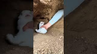 The rabbits were caught and still had grass in their mouths. Cute pet debut plan. Rabbit. Pastor
