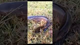 Giant Snakehead Fishing in India#Short
