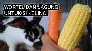 WORTEL DAN JAGUNG UNTUK MAKANAN SI KELINCI