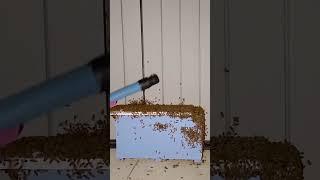 Honeybees did not fit into this bee box. I had to use a bee vacuum so they didn’t get left behind