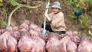 Harvesting Purple Yam ( CU TU ) - Tubers Are Found In Deep Forests Goess to market sell