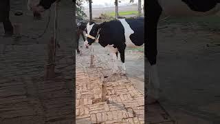 #Prince #village #dairyfarming #mynewvlog #subscribemychannel 