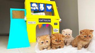 True Story about the Smallest KITTENS! The most Amazing Kitten Cat Pet House from Cardboard