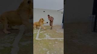 Lion attack (mian saqib)