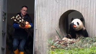 10.6徐奶爸帽子奶爸一起照顾福宝，徐奶爸给福宝一大把竹笋#panda #fubao #푸바오