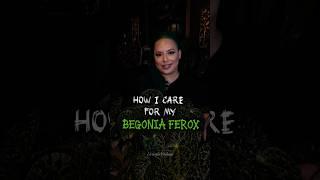 How I care for my Begonia ferox #plants #houseplants #indoorplants #begonia
