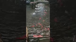 Ikan dalam kolam asli