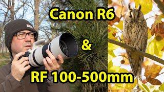 Wildlife Photography with the Canon R6 & Canon RF 100-500mm Lens