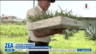 La Universidad Autónoma Chapingo implementa el proyecto "Maguey-Mezcal" | Noticias con Paco Zea