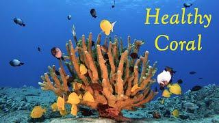 Healthy Antler Coral with 20+ Different Reef Fish Species - Kona, Hawaii 2023 - Pocillopora eydouxi