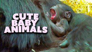 Adorable Baby Animals 20 Minutes of Pure Cuteness! | Nature Bites